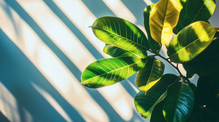 A vibrant display of lush green and yellow leaves casting playful shadows on a wall, creating an inviting and serene indoor atmosphere. Perfect for nature lovers.の素材