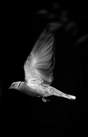 spread its wingsの写真素材