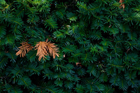 Brown leaves on green leaves background