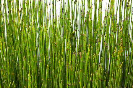 background of small green bamboosの写真素材