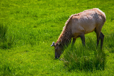 A moose is eating grass on the fieldの写真素材