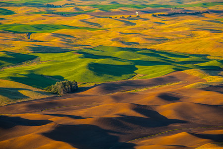 Wheat land at sunset, Palouse, WAの写真素材