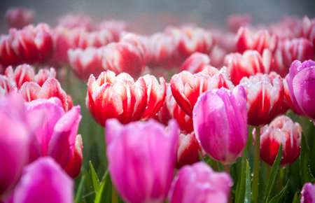 tulip in gardenの写真素材