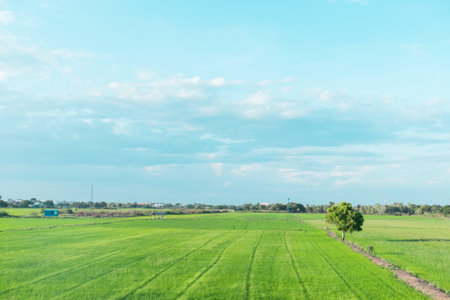 Green rice cornfield on blue sky.の写真素材