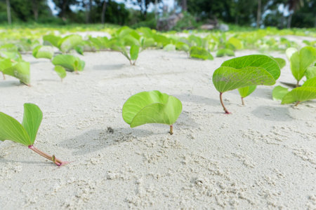 Small tree on the beachの写真素材