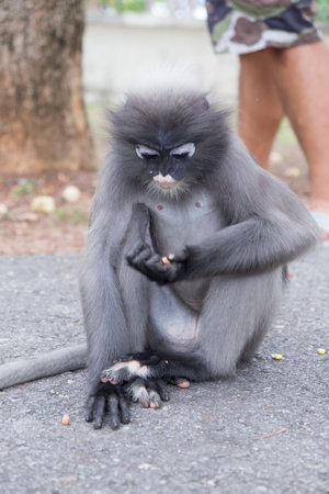 Dusky Leaf Monkey eating nuts  in Thailand.の写真素材
