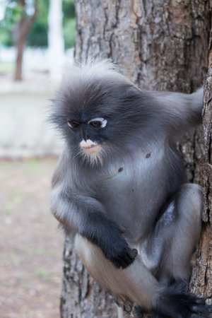 Dusky Leaf Monkey in Thailand.の写真素材