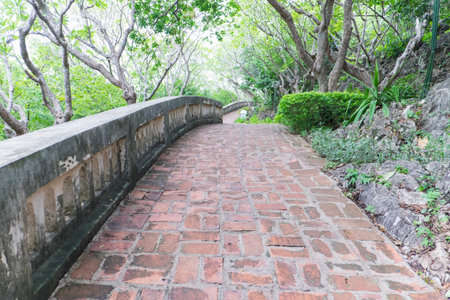walkway green tree in forest background.の写真素材