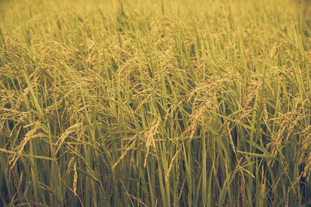 field of rice seedlings green background textureの写真素材