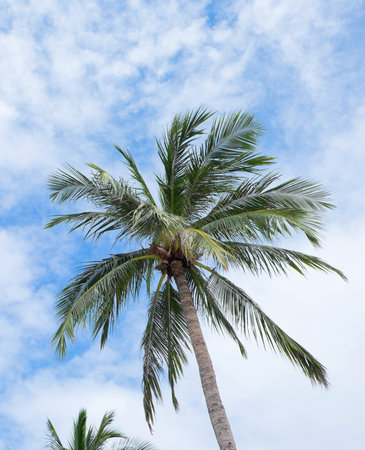 Palm trees on bright skyの写真素材