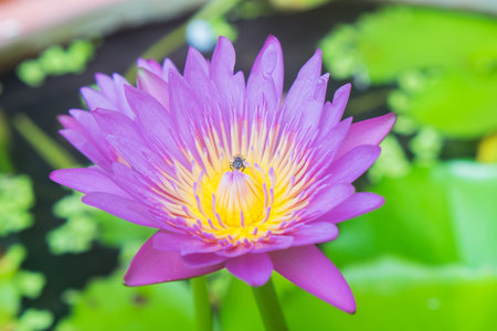 Beautiful pink lotus flowerの写真素材