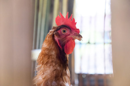 Close up chicken.