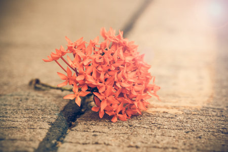 Close up Red flower alone on street.Vintage or retro tone.