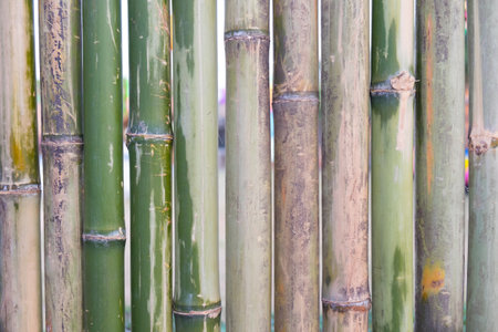 Close up Old bamboo for background/texture.の写真素材