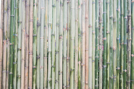 Old bamboo for background/texture.の写真素材