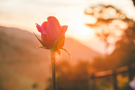 Pink rose with sunrise in the morning.の写真素材