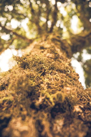 Fern on the old tree in the forest. Vinatge or retro tone.の写真素材