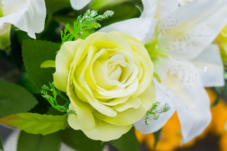 Close up white rose bunch of beautiful flowers.Nature background.の写真素材