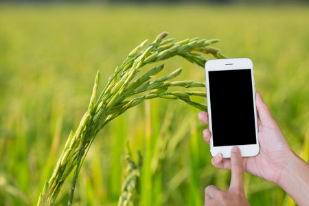 Hands woman holding touch screen smart phone,tablet on close-up rice  green fields background.の写真素材