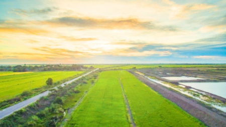 Blurred field of rice with sky sunset for background texture.Birds eye viewの写真素材
