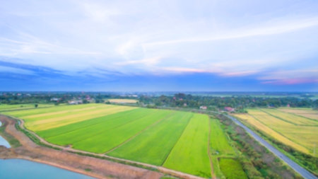  Blurred field of rice with blue sky for background texture.Birds eye viewの写真素材