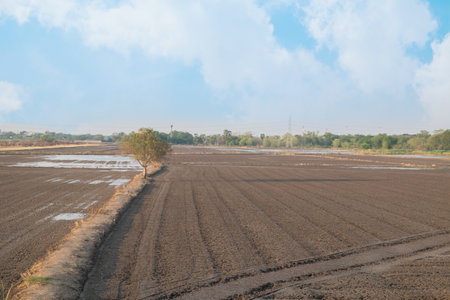 field of rice harvest with blue sky for background texture.の写真素材