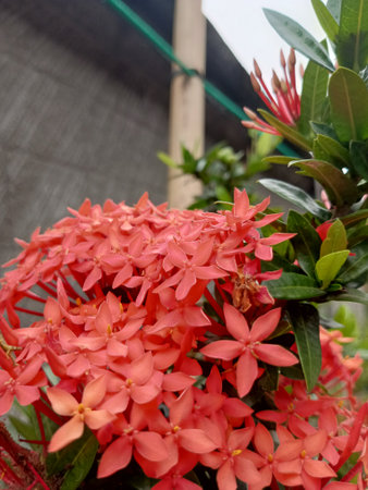 potrait of red asoka flower with green leavesの写真素材