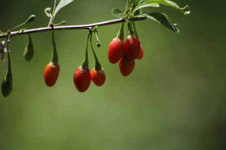 Berriesの写真素材