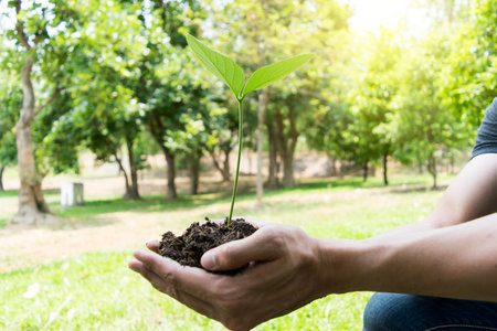 The young man planted the tree by planting seedlings that were cultivated in the forest to create...