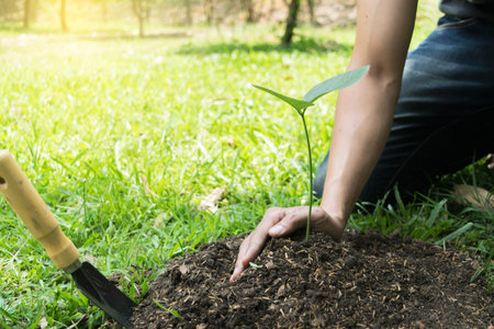 The young man planted the tree by planting seedlings that were cultivated in the forest to create...