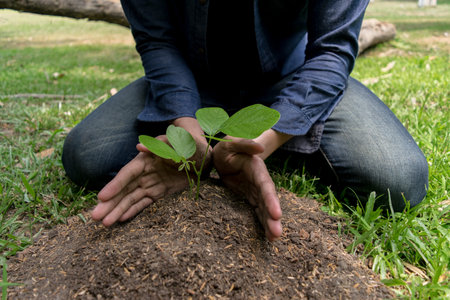 The young man planted the tree by planting seedlings that were cultivated in the forest to create...