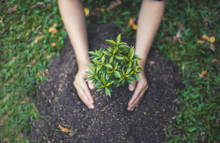 Young man transplanted small seedlings into mineral rich potting soil and prepared to water the plants, Plants help increase oxygen in the air and soil, Loving the Earth and Conserving the Environmentの写真素材