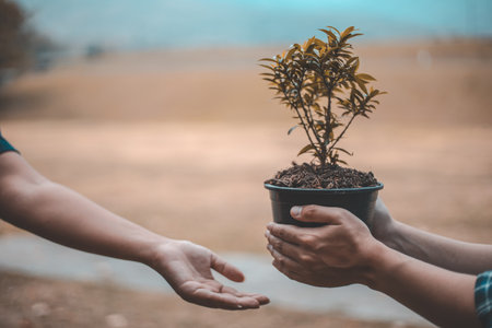 Young man's hand held a small seedling and prepared it to the young woman in preparation for planting, Plants help increase oxygen in the air and soil, Loving the Earth and Conserving the Environmentの写真素材
