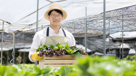 Owner of the hydroponics vegetable garden holds a basket of vegetables in the greenhouse. Beautiful organic green and purple lettuce in the farm, Healthy fruits and vegan food concept.の写真素材