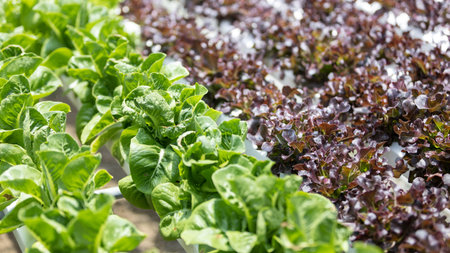 Background image of green oak green and purple lettuce,  Hydroponics or organic vegetable garden in...