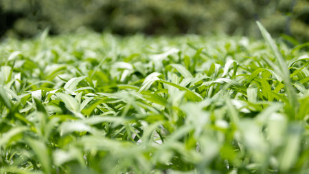 Background image of green oak green and purple lettuce,  Hydroponics or organic vegetable garden in the greenhouse. Vegetables are beautiful to eat with no insect bite marks.の写真素材