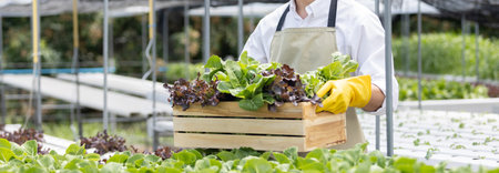 Owner of the hydroponics vegetable garden holds a basket of vegetables in the greenhouse. Beautiful...