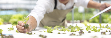 Owner of the hydroponics vegetable garden is checking the quality of the vegetables and checking or recording the growth of the vegetables in the garden, Vegetables in the greenhouse.の写真素材