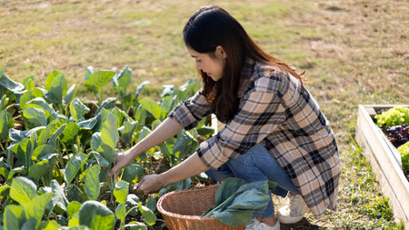 Pretty young organic vegetable gardener chopping perfectly ripe vegetables into a basket for cooking, Homemade vegetable garden, Organic vegetables, Backyard vegetable plot, Eat healthy vegetables.の写真素材