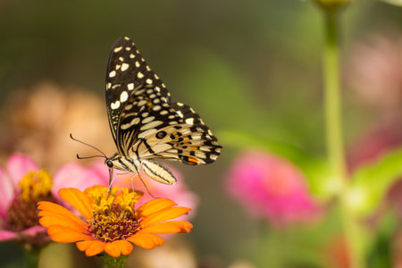 Closeup butterfly on flowerの写真素材