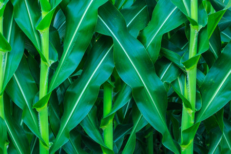 corn background, corn green, corn thailand