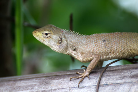 Thailand chameleon on a tree