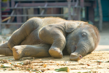 Relax, Calf Thai Elephant, Ayutthaya, Thailandの写真素材