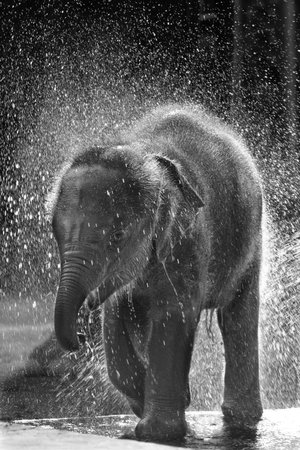 Happy Time, Calf Elephant, Ayutthaya, Thailandの写真素材