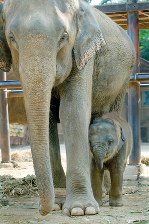 Relationship Calf and Mom,Thai Elephant, Thailand