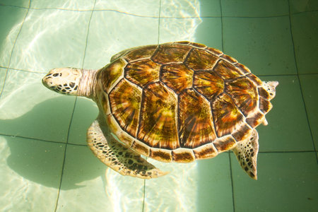 Sea turtle swimming in farm pond, thailand 