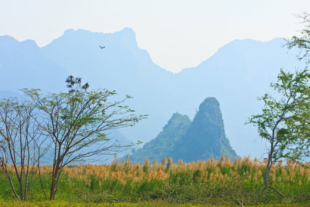 Wetlands or Swamp and Limestone Mount, Thailandの写真素材