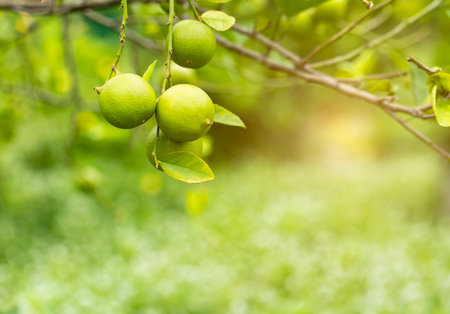 limes tree in the garden are excellent source of vitamin C.Green organic lime citrus fruit hanging on tree.の写真素材