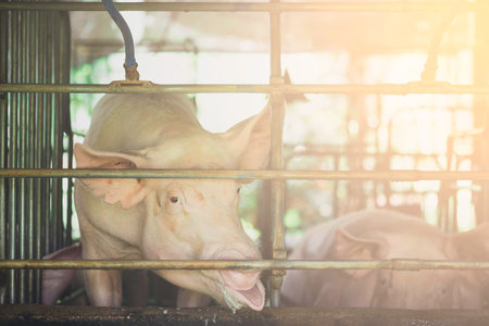 A single pig is staring. ,for the production of piglets , meat industry and production farmsの写真素材