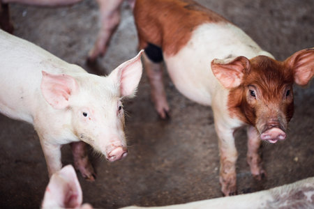 pig farming industry fattening pigs for consumption of meat , Pork is the food of the world's...